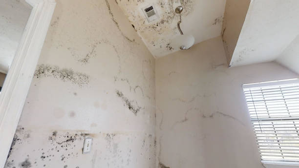 Biohazard Mold Removal in Dothan, AL