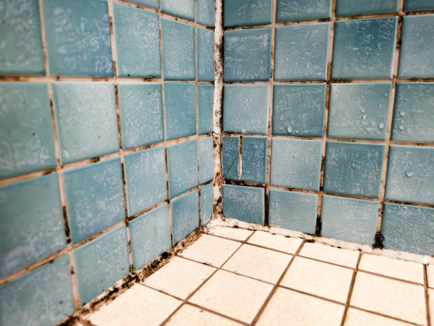 Best Mold Prevention Services  in Dothan, AL